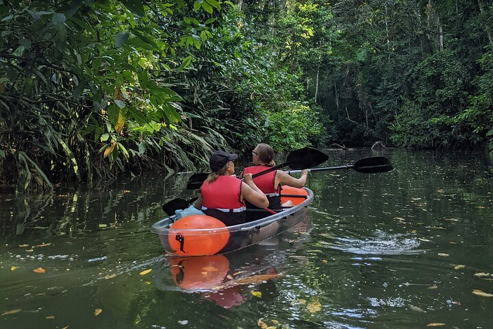 Kayak in the jungle where you'll see slots, monkeys, birds and learn about culture and tropical plants and trees.